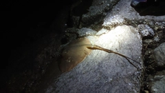 アカエイの釣果