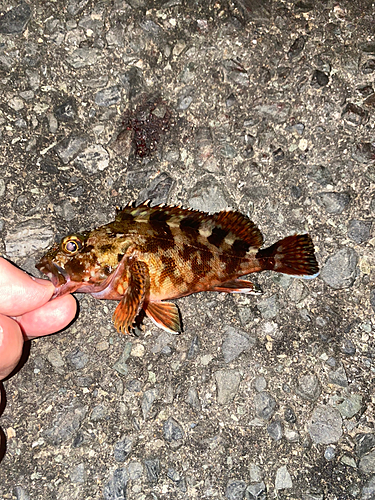 カサゴの釣果