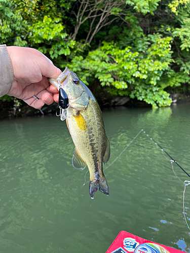 ラージマウスバスの釣果