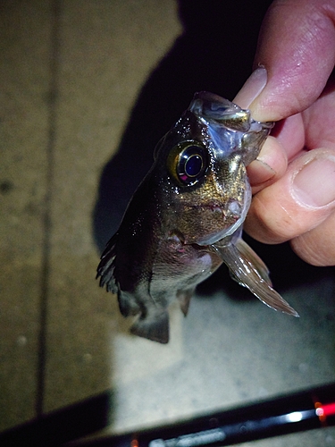 シロメバルの釣果