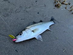 セイゴ（マルスズキ）の釣果