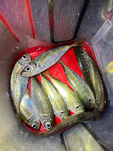 アジの釣果