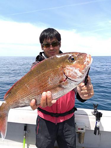 マダイの釣果