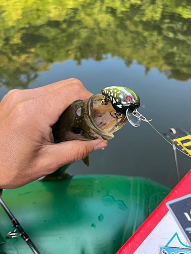 ラージマウスバスの釣果