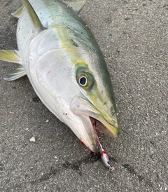 ブリの釣果