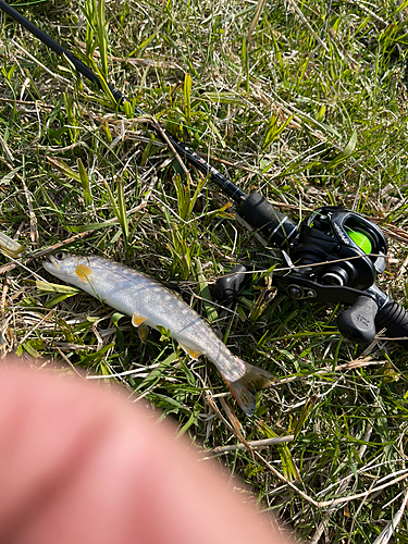 アメマスの釣果