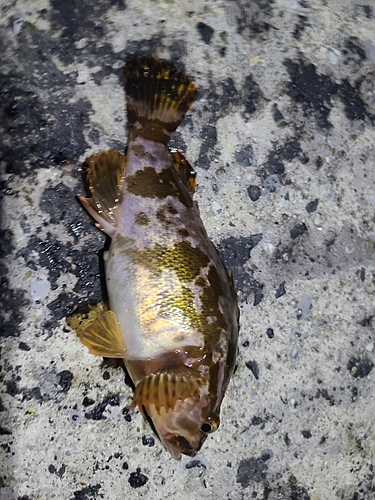 タケノコメバルの釣果