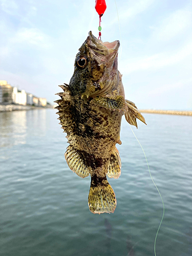 ムラソイの釣果