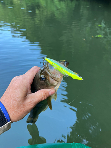 ラージマウスバスの釣果