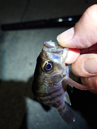 シロメバルの釣果