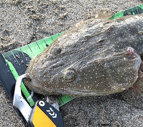 マゴチの釣果