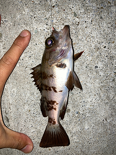 シロメバルの釣果