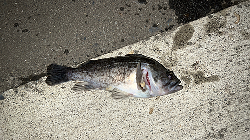 クロソイの釣果