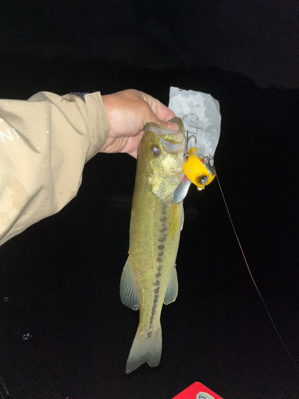 ラージマウスバス