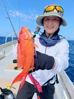 オジロバラハタの釣果