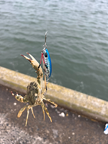 カニの釣果