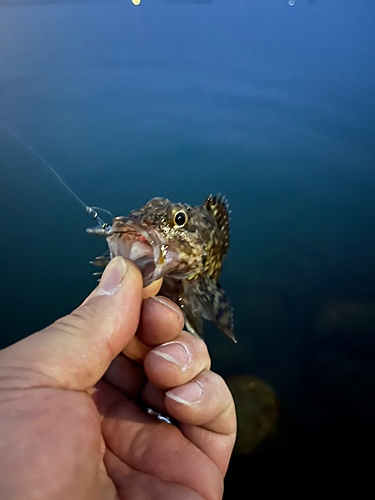 ガシラの釣果