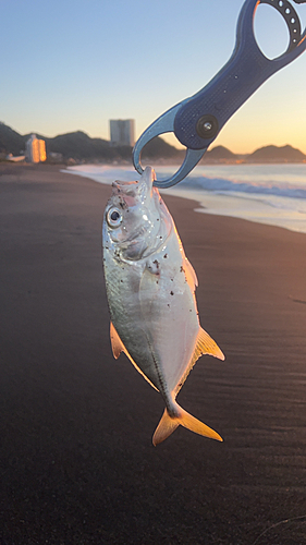 メッキの釣果