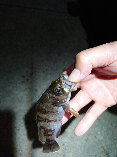 シロメバルの釣果