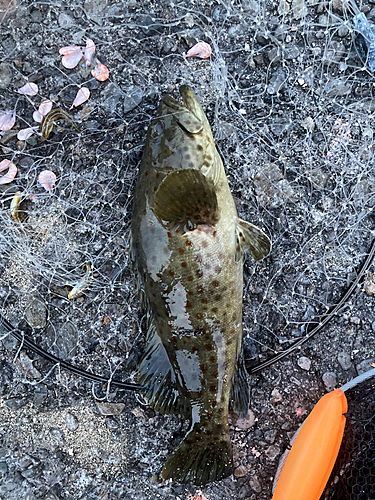 チャイロマルハタの釣果