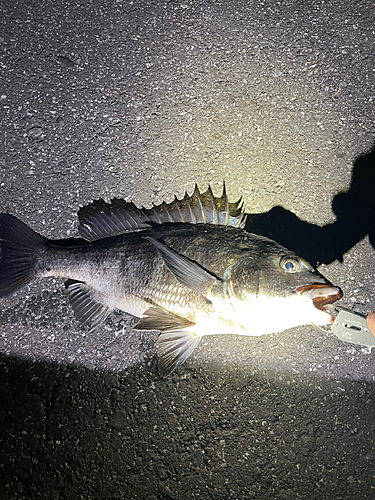 クロダイの釣果