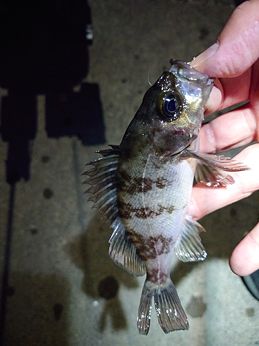 シロメバルの釣果