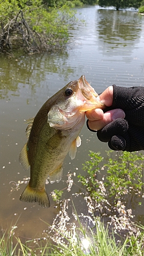 ブラックバスの釣果