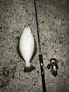 ヒラメの釣果