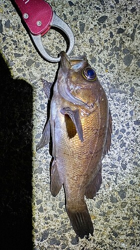 クロメバルの釣果