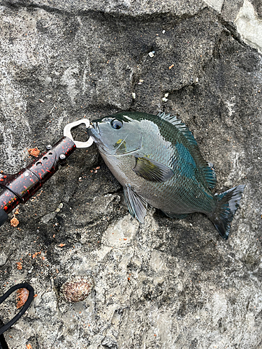 メジナの釣果