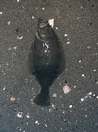 ヒラメの釣果