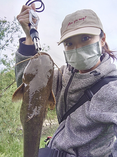 ナマズの釣果