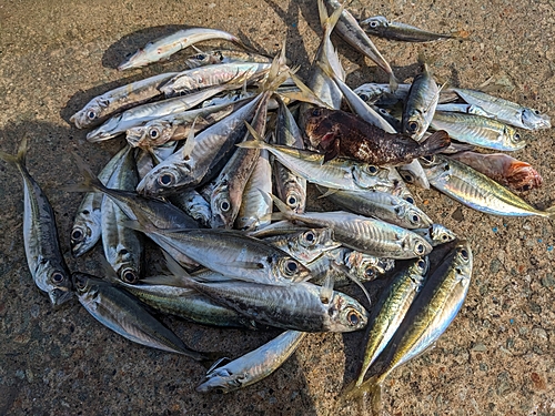 アジの釣果