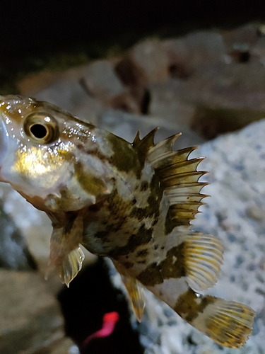 タケノコメバルの釣果