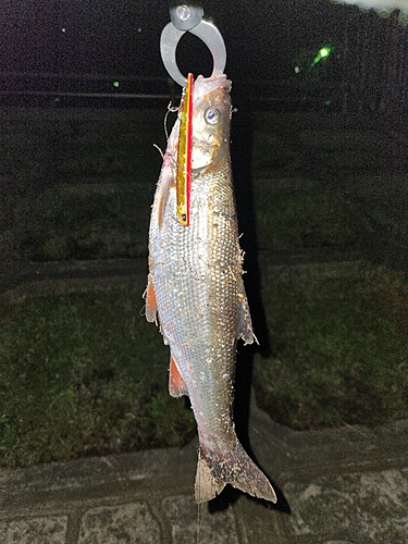 ウグイの釣果