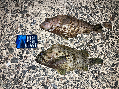 クロソイの釣果