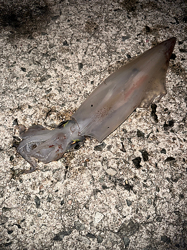 シロイカの釣果