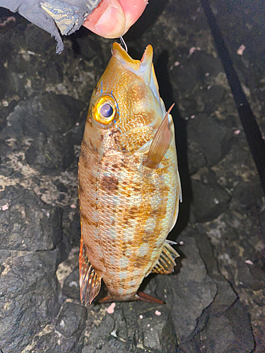 タテシマフエフキの釣果