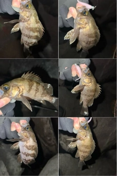 メバルの釣果