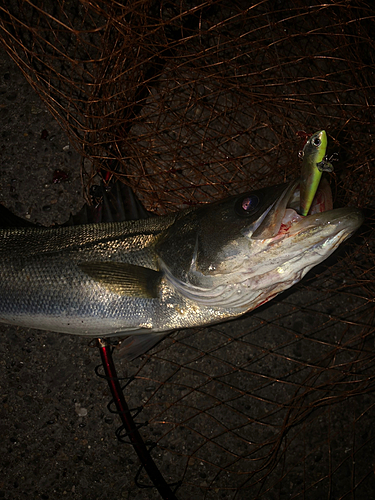 シーバスの釣果