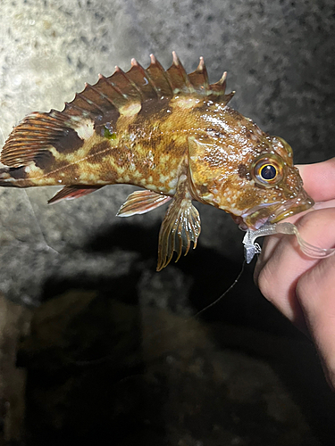 カサゴの釣果