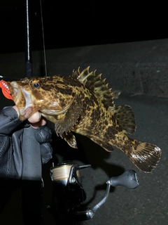 タケノコメバルの釣果