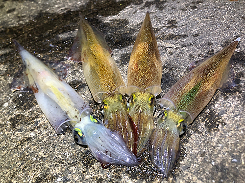 ヤリイカの釣果