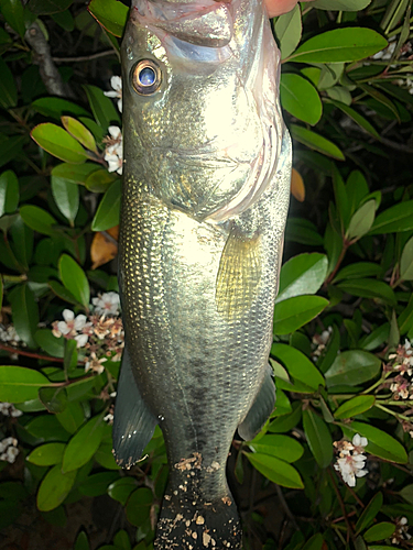 ラージマウスバスの釣果