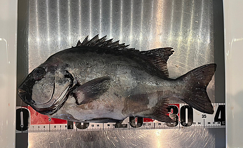 イシダイの釣果