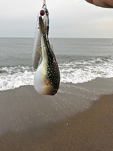 フグの釣果