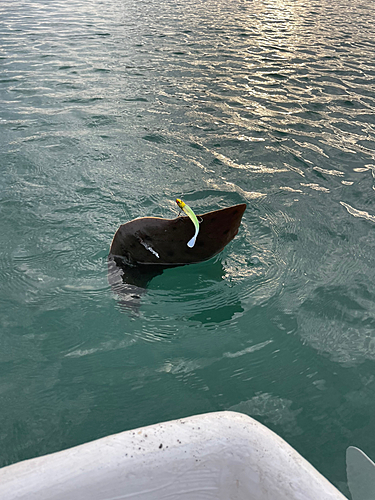 ツバクロエイの釣果