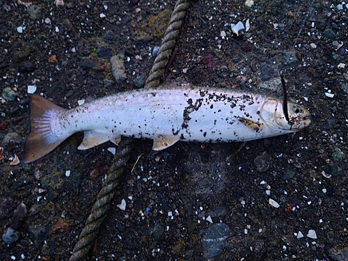 アメマスの釣果