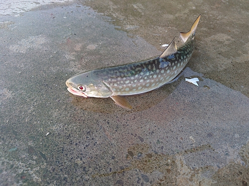 アメマスの釣果