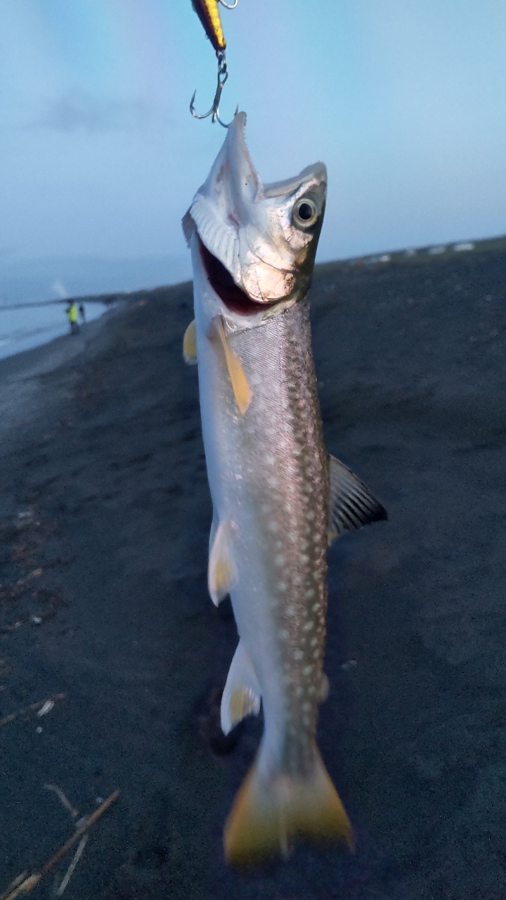 アメマス